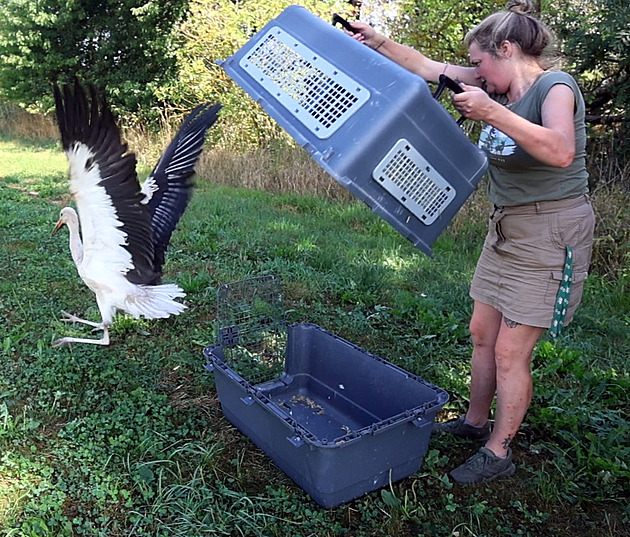 Létání je tak snadné. Mládě čápa se na obloze poprvé připojilo ke své rodině