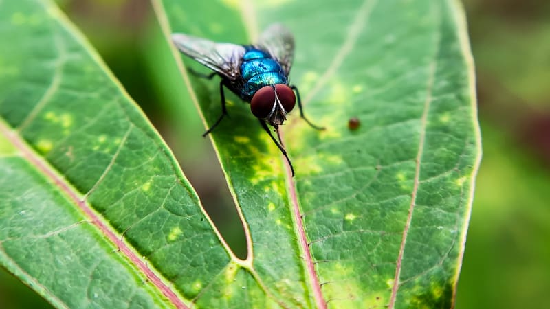 Smrtící parazit pronikl do USA: Larvy bzučivky požírají lidské maso, ohrožují i kojence