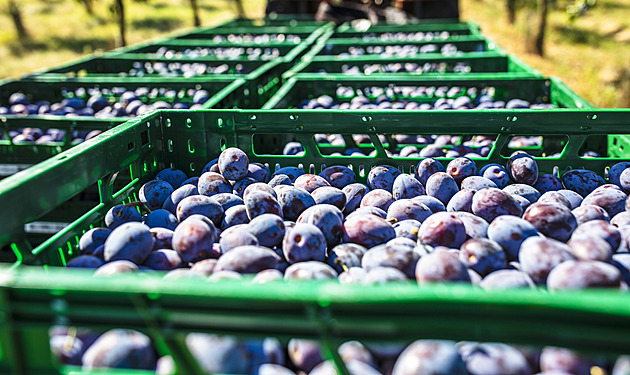 Po letech bídy si ovocnáři chválí úrodu. Pálenice mají žně, lidé si ale připlatí