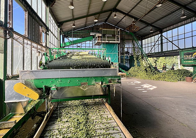 Stojí jako Rolls-Royce, měří 25 metrů. Na Žatecku rozjeli novou česačku chmele