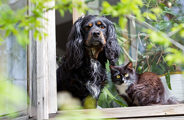 Vyhrajte v září krmení pro své psy či kočky. Stačí poslat fotku
