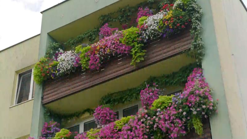 Panelák jako z pohádky. V Havířově rozkvetly balkony, sousedská iniciativa uchvátila Česko