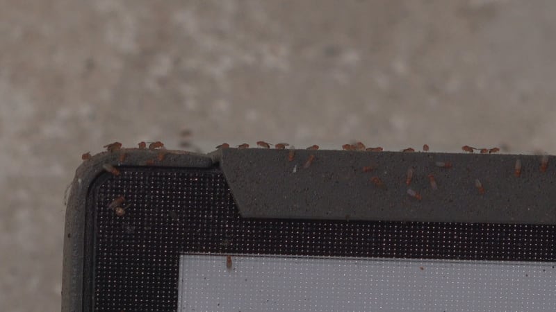 Pozor na zákeřný hmyz: Přibývá vos a komárů. Pískají i kvůli lidem, vysvětlil expert