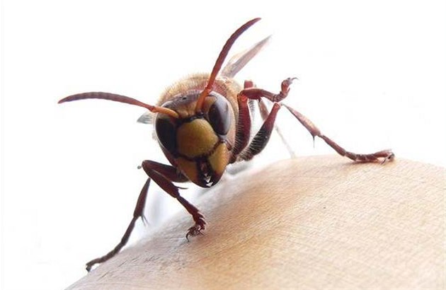 Účastníky běžeckého závodu pobodali sršni. Čtyři skončili v nemocnici