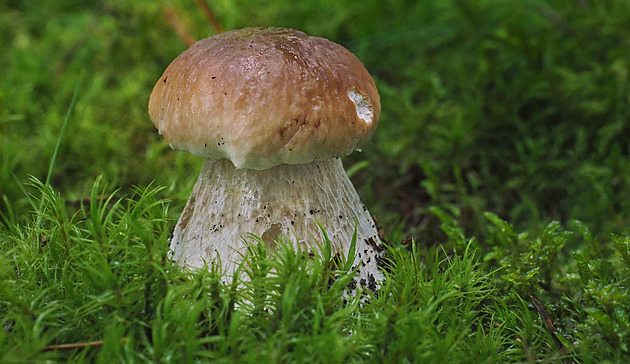 Zmrazování hub není věda. Každá však potřebuje jiný přístup