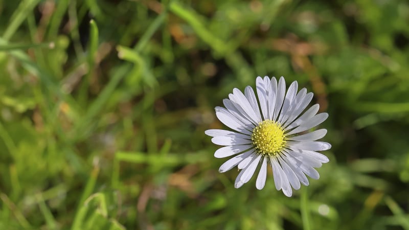 Pleť jako v bavlnce: Vyzkoušeli jsme krém Sedmikráska s UV ochranou a přírodními složkami