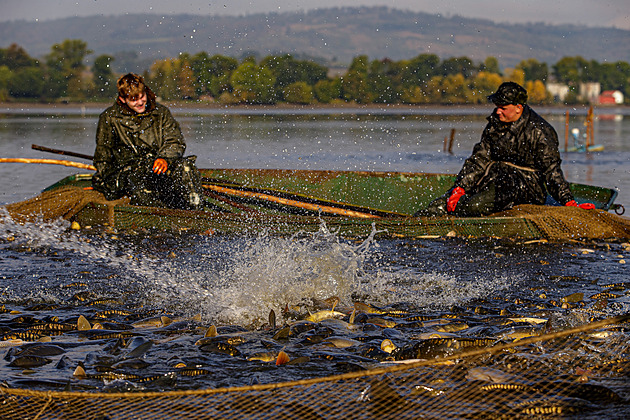 Oblíbené výlovy rybníků se blíží, kapři letos v Olomouckém kraji nepodraží