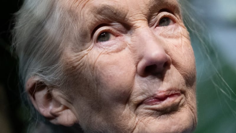 Zemřela ochránkyně přírody Jane Goodallová. Proslula výzkumem šimpanzů