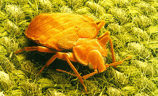 Kloši, blechy či štěnice jako na dlani. Ať číhají ve věcech či krtčím kožíšku