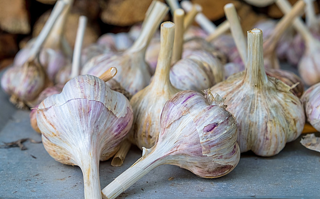Trh nebo samosběr. V obchodech válcuje českou produkci česnek ze Španělska