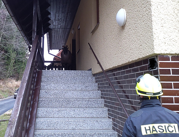 Agresivní kozel blokoval vstup do ubytovacího zařízení, utekl až před hasiči