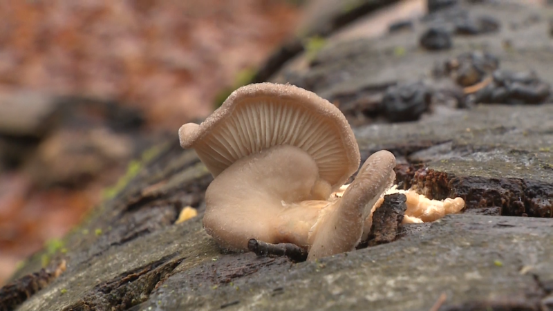 Houby rostou i v polovině prosince: Nalézt lze klenoty plné vitamínů. Mapa ukazuje, kde hledat