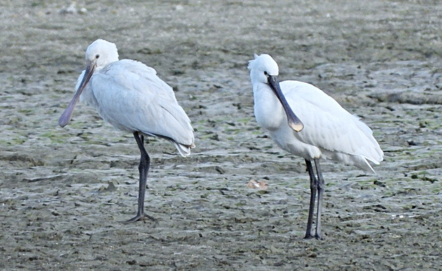 Na rybnících u Hulína letos zimují kolpík bílý a labuť zpěvná, je to rarita