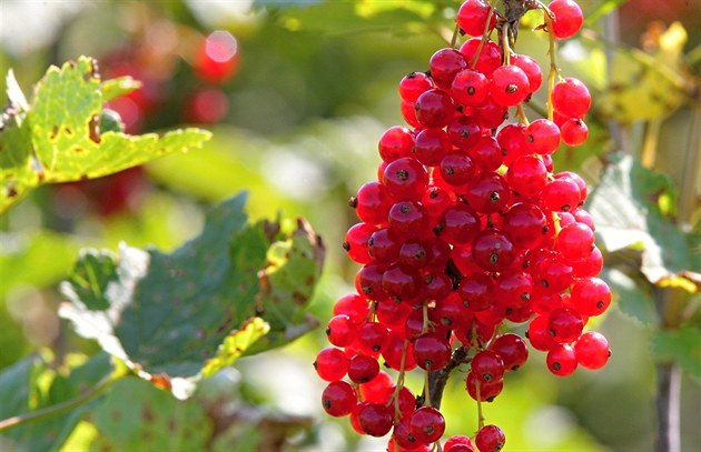 Keř a stromek se stříhají úplně jinak. Naučte se správný jarní řez rybízu