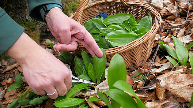 Medvědí česnek teď roste všude. Připravte si z něj lahodné domácí pesto