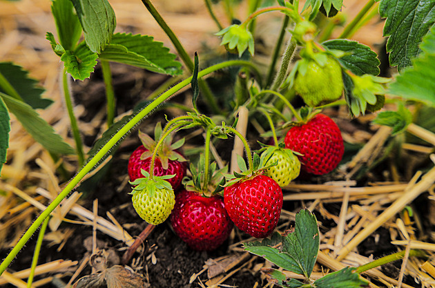 Pomrznou jahody, varují meteorologové. Ukázali mapu, kde budou ráno mrazy